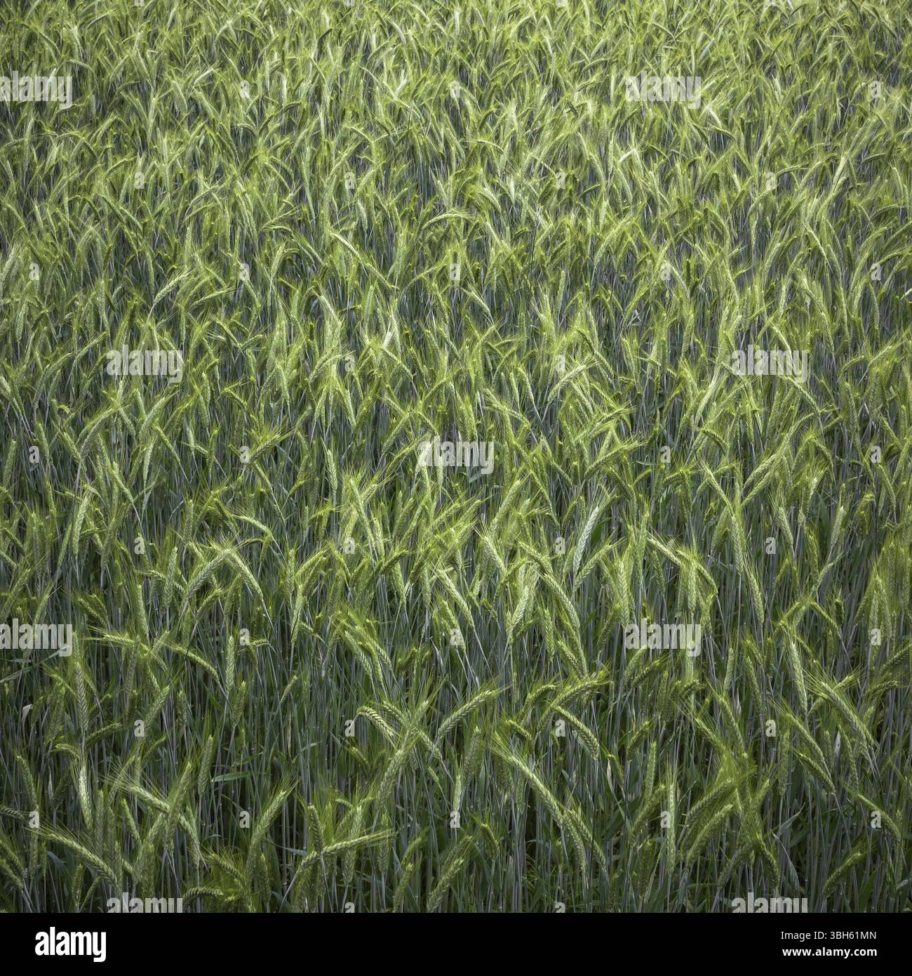 Grünen Weizen Ohren close-up auf dem Feld in der Reifezeit im Sommer Stockfoto