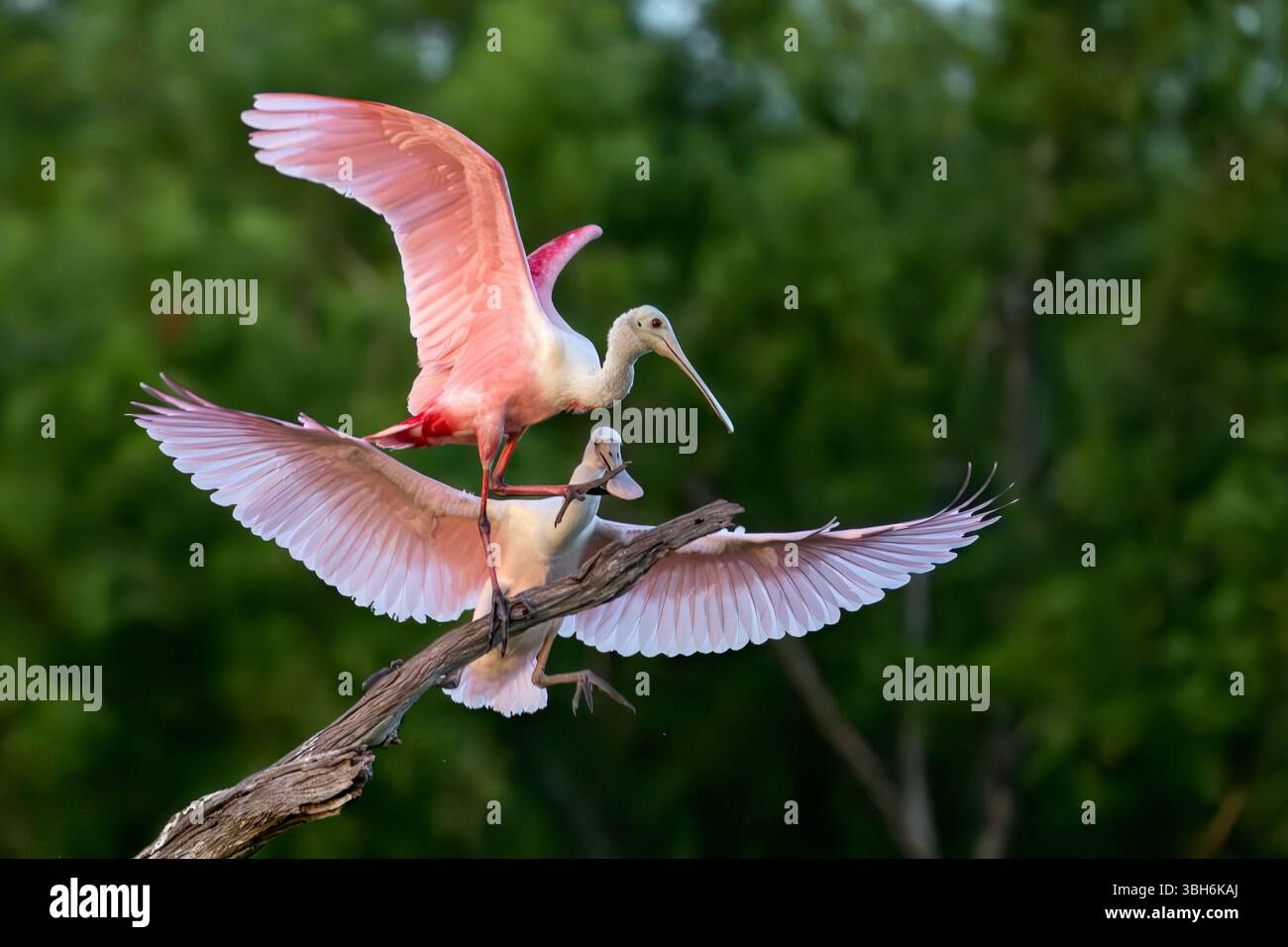 Orlando, Florida, USA. Juni 2025. Ein Roseate Spoonbill tritt während eines kurzen, aber intensiven territorialen Streits im Orlando Wetlands Park in Florida auf die Rechnung eines anderen. (Kreditbild: © Ronen Tivony/ZUMA Press Wire) NUR REDAKTIONELLE VERWENDUNG! Nicht für kommerzielle ZWECKE! Stockfoto