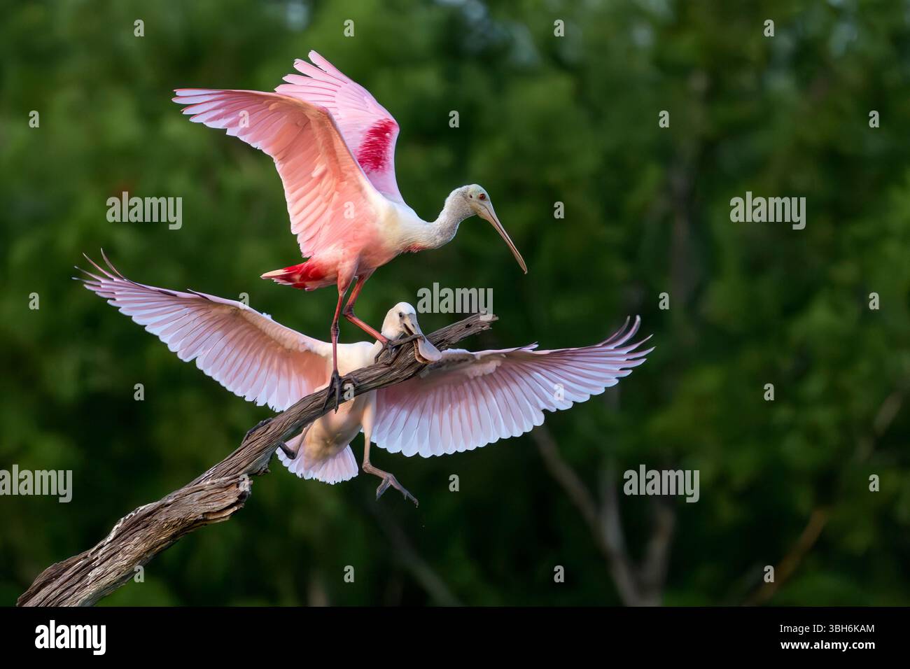 Orlando, Florida, USA. Juni 2025. Ein Roseate Spoonbill tritt während eines kurzen, aber intensiven territorialen Streits im Orlando Wetlands Park in Florida auf die Rechnung eines anderen. (Kreditbild: © Ronen Tivony/ZUMA Press Wire) NUR REDAKTIONELLE VERWENDUNG! Nicht für kommerzielle ZWECKE! Stockfoto