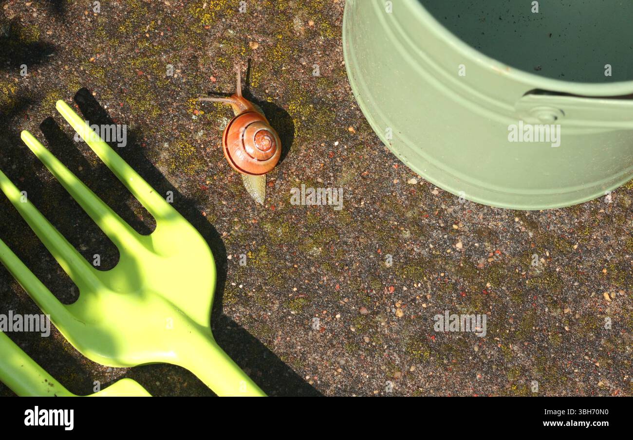Die Schnecke kriecht auf der Gießkanne. Garten und Natur. Schädlinge und Werkzeuge. Stockfoto