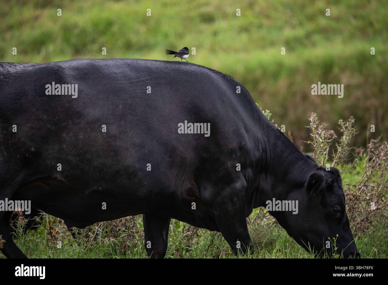 willy Bachtail reitet auf dem Rücken einer Kuh Stockfoto