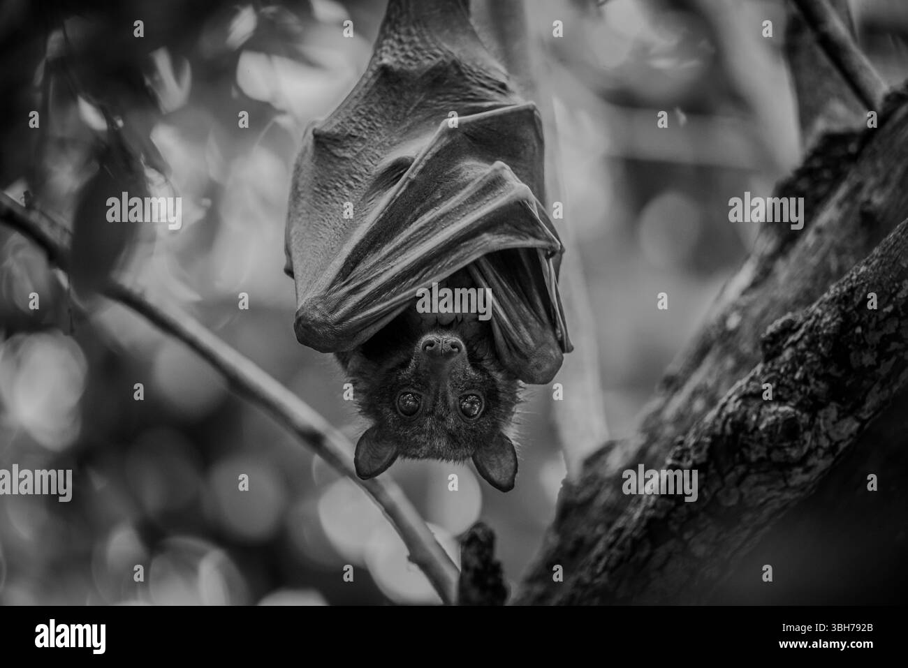 Fliegende Füchse hängen an einem Baum Stockfoto