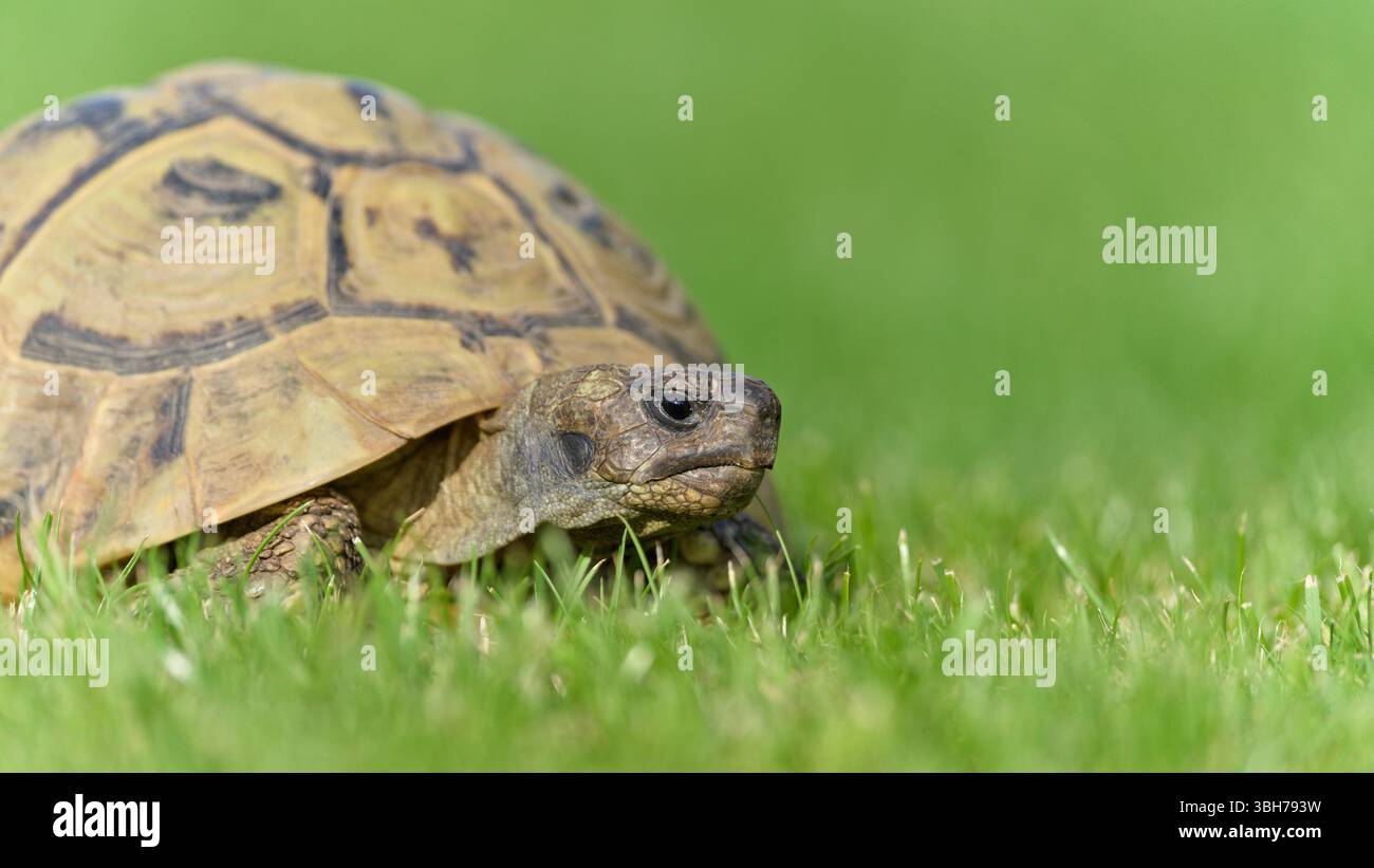 Porträt von Testudo hermanni alias Hermanns Schildkröte im Gras. Nahaufnahme Porträt. Stockfoto