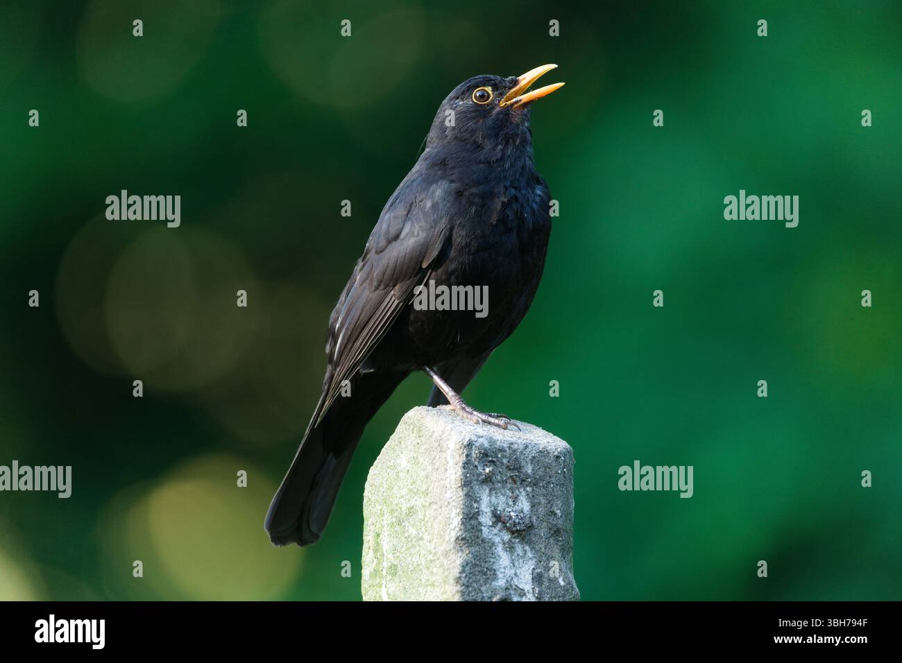 Eurasische Amsel, auch bekannt als die gewöhnliche Amsel oder Turdus merula Nahporträt. Singen mit offenem Schnabel. Lustiges Tierfoto. Kopierbereich. Stockfoto