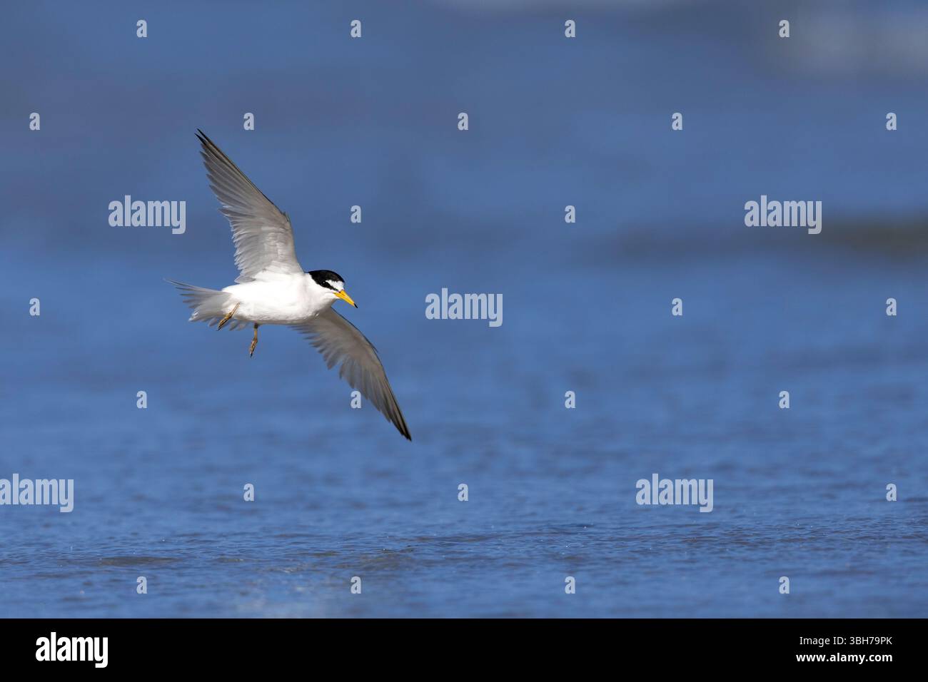 Eine adulte Kleinseeschwalbe (Sternula antillarum) im Flug. Stockfoto
