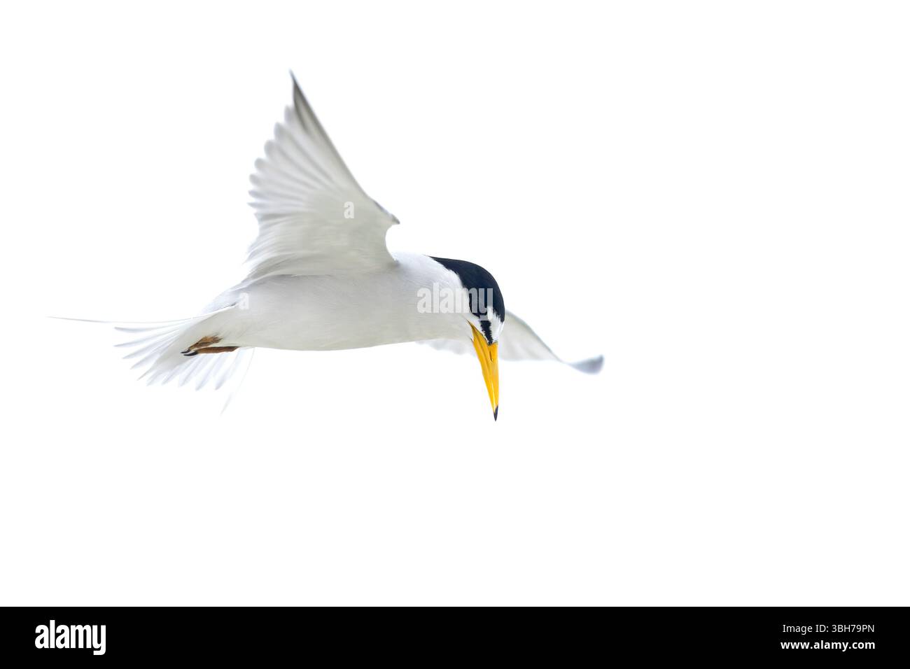 Eine adulte Kleinseeschwalbe (Sternula antillarum) im Flug. Stockfoto