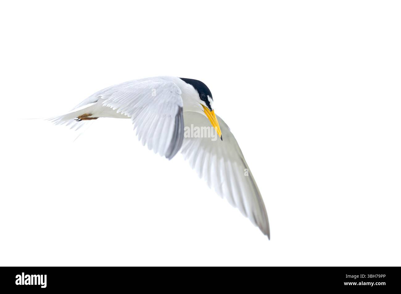 Eine adulte Kleinseeschwalbe (Sternula antillarum) im Flug. Stockfoto