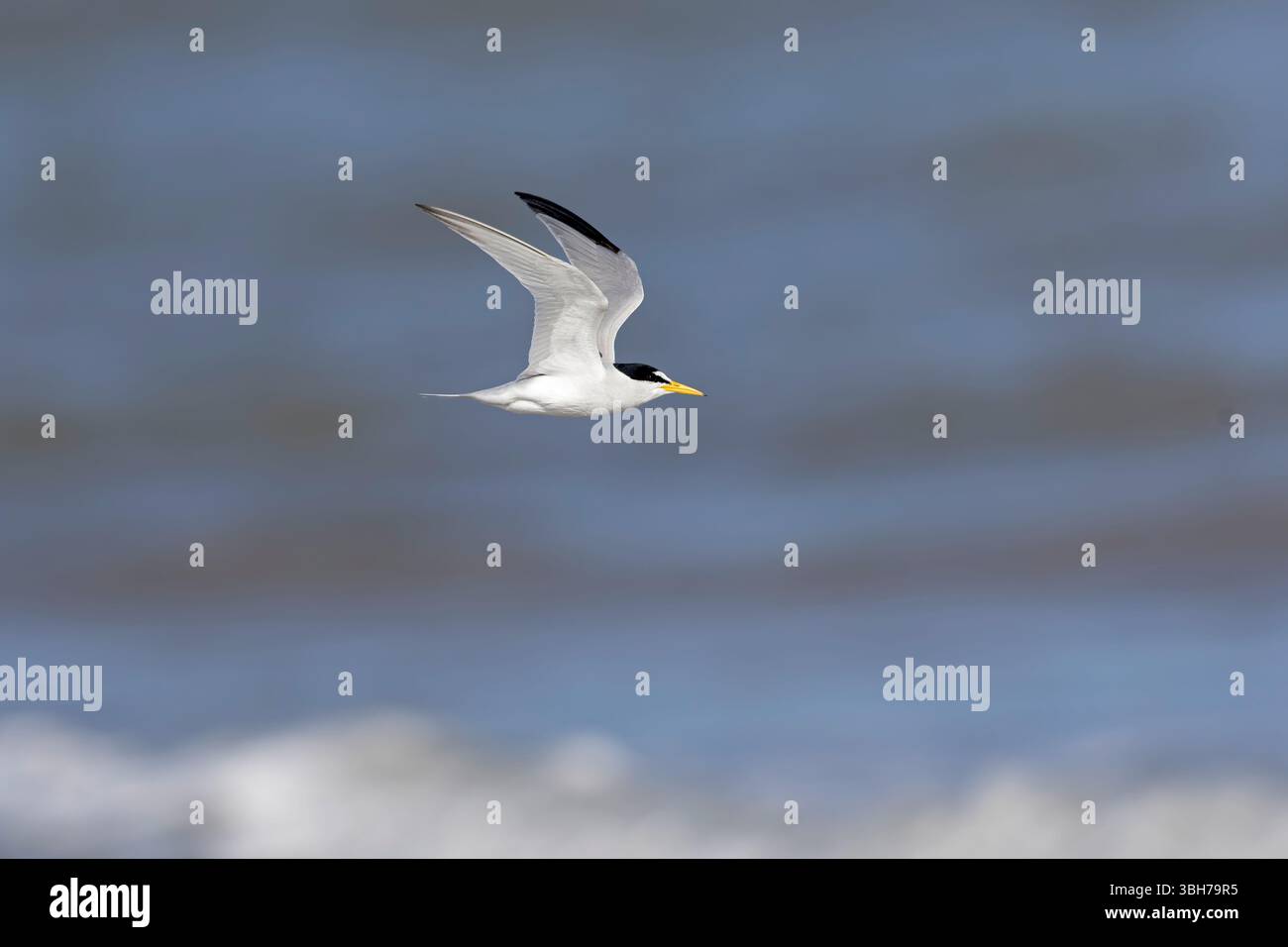 Eine adulte Kleinseeschwalbe (Sternula antillarum) im Flug. Stockfoto