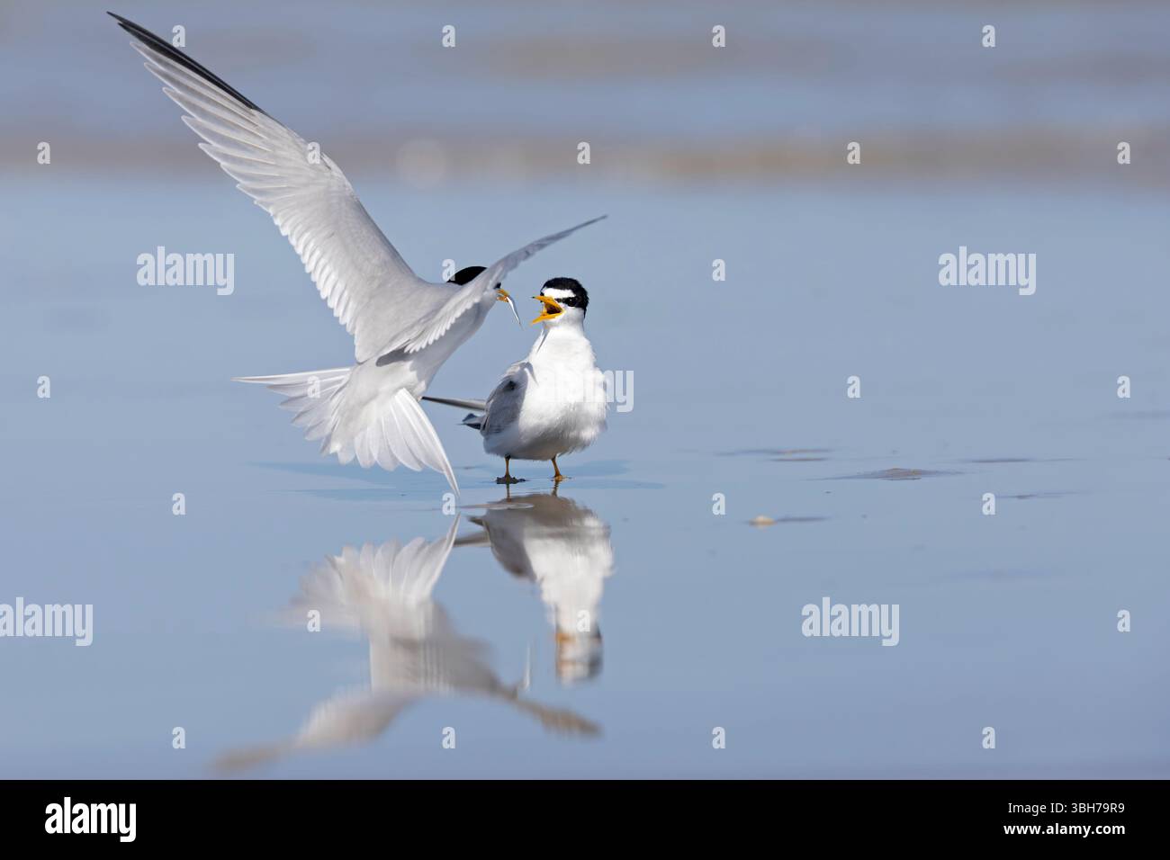 Zwei Erwachsene Seeschwalben (Sternula antillarum) am Strand. Stockfoto