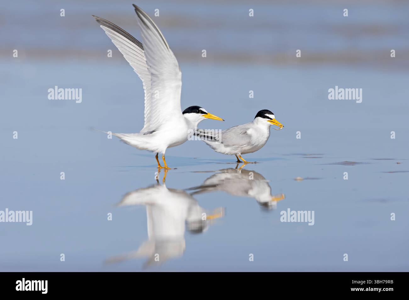 Zwei Erwachsene Seeschwalben (Sternula antillarum) am Strand. Stockfoto