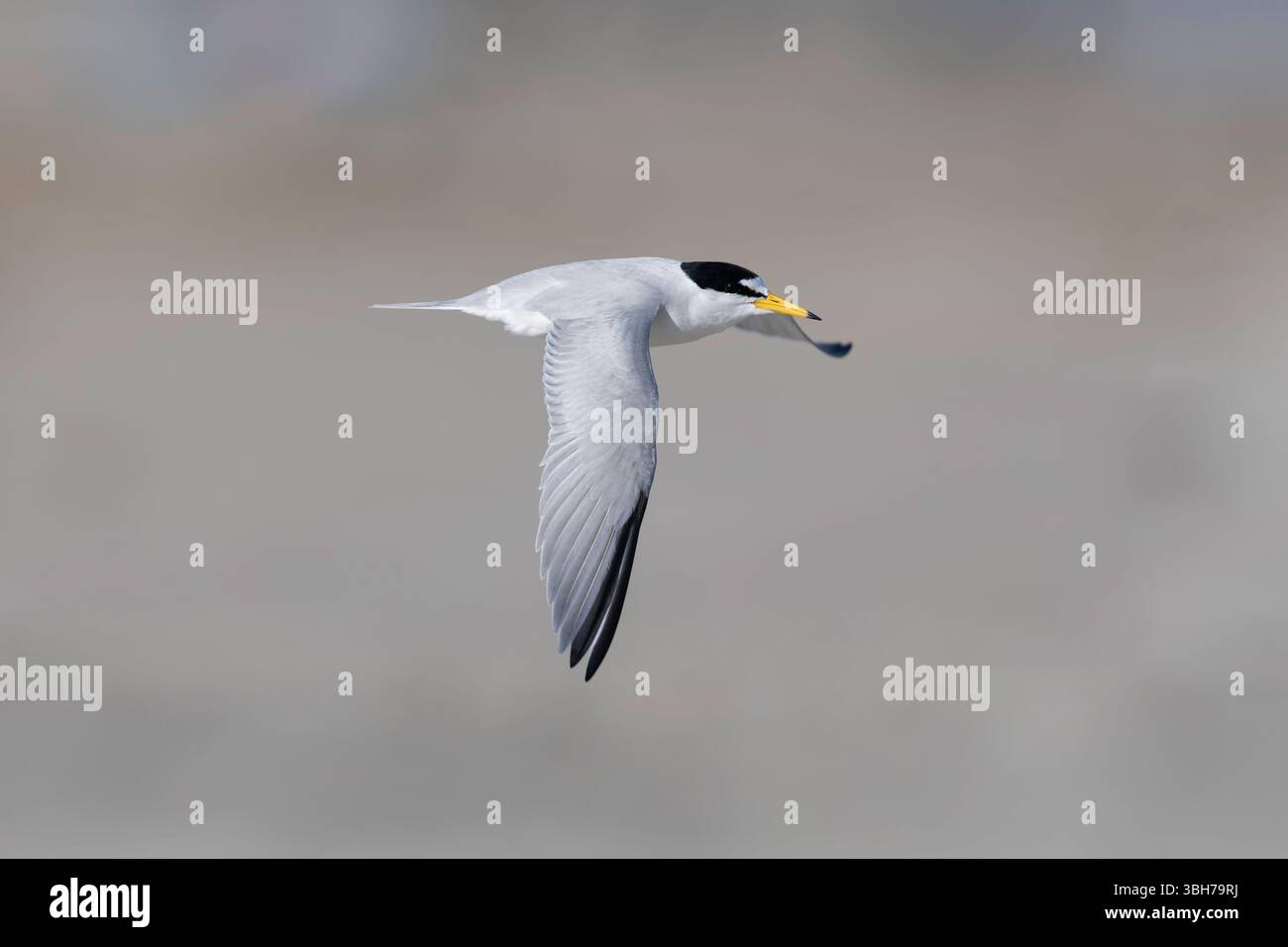 Eine adulte Kleinseeschwalbe (Sternula antillarum) im Flug. Stockfoto