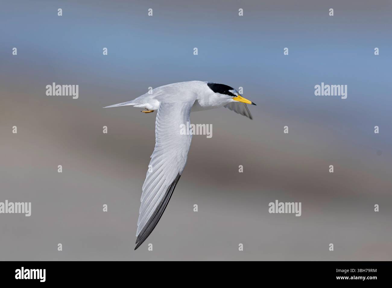 Eine adulte Kleinseeschwalbe (Sternula antillarum) im Flug. Stockfoto
