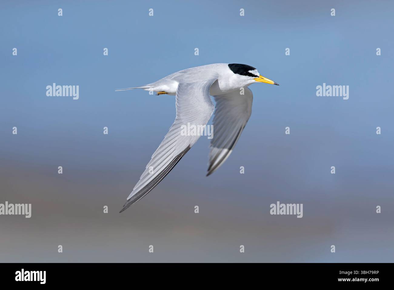Eine adulte Kleinseeschwalbe (Sternula antillarum) im Flug. Stockfoto