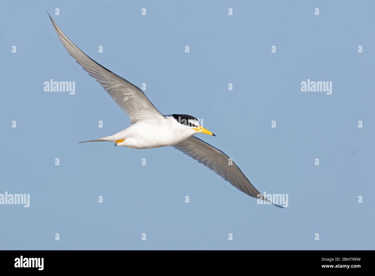 Eine adulte Kleinseeschwalbe (Sternula antillarum) im Flug. Stockfoto