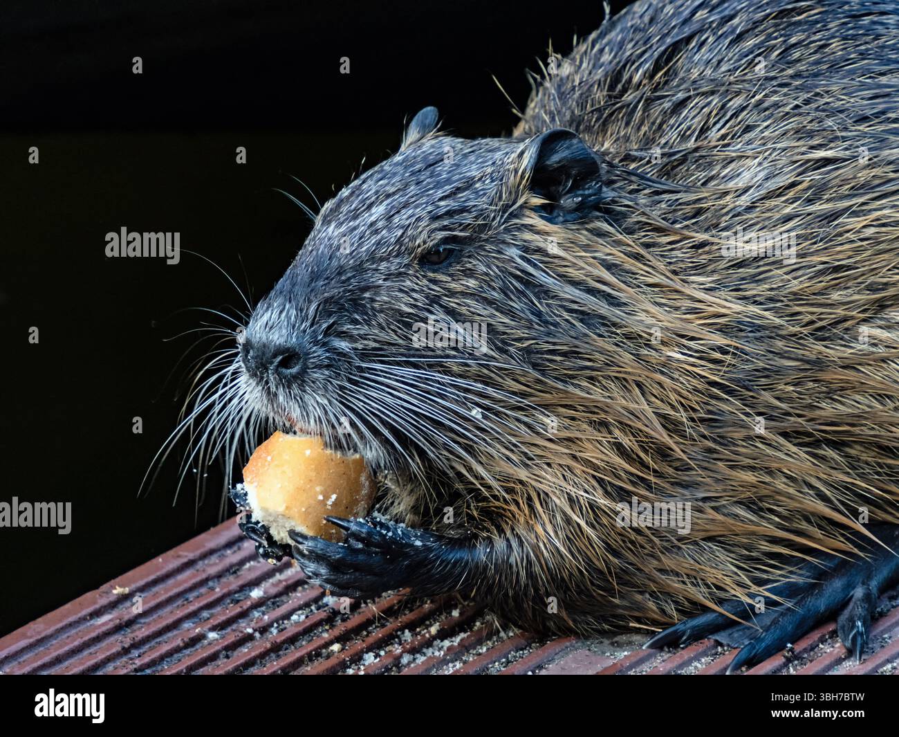 Nahaufnahme eines Coypus (Nutria, Myocastor coypus), der ein Stück Brot isst Stockfoto