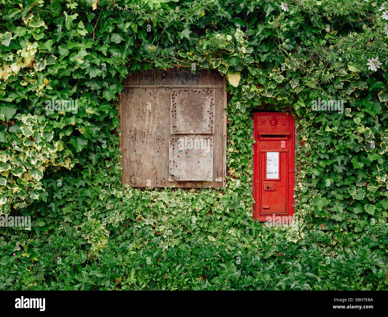 Ein ländliches Dorf, leere Pinnwand und roter Briefkasten von Royal Mail, eingerahmt von einer Ivy Hecke in Somerset England, Großbritannien Stockfoto