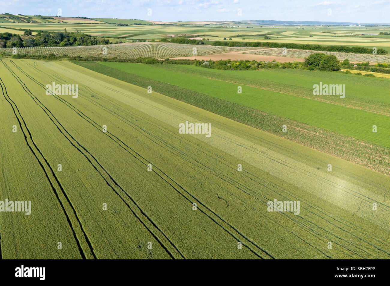 Luftaufnahme des landwirtschaftlichen Feldes. Stockfoto