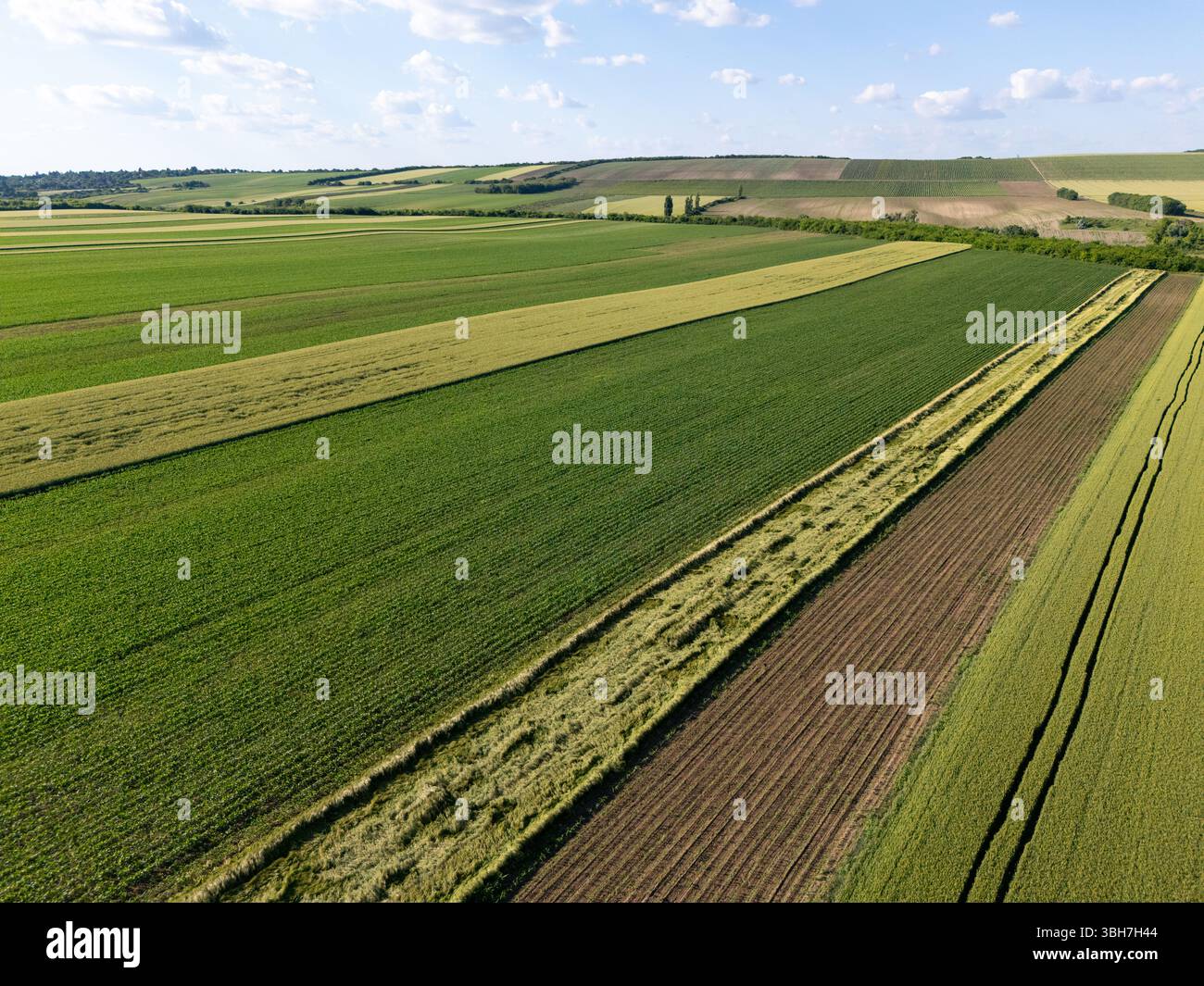 Luftaufnahme des landwirtschaftlichen Feldes. Stockfoto