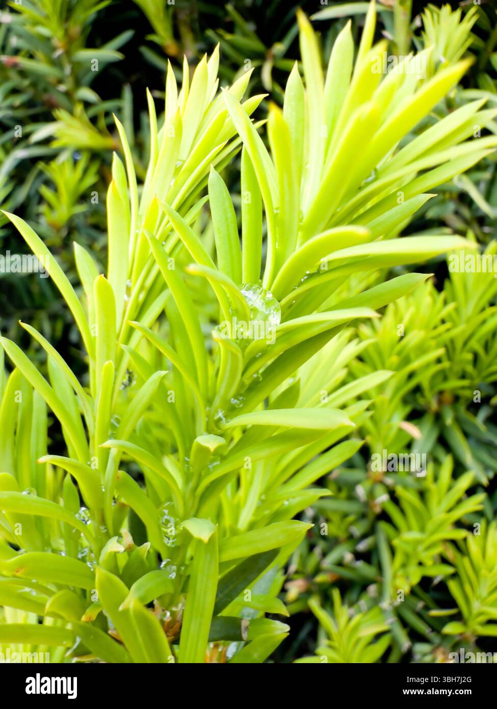 Taxus baccata. Frische grüne Eibenblätter mit Wassertröpfchen, detailreich und lichtdurchlässig erfasst, umweltfreundliche Grundrisse mit sauberem Hintergrund Stockfoto