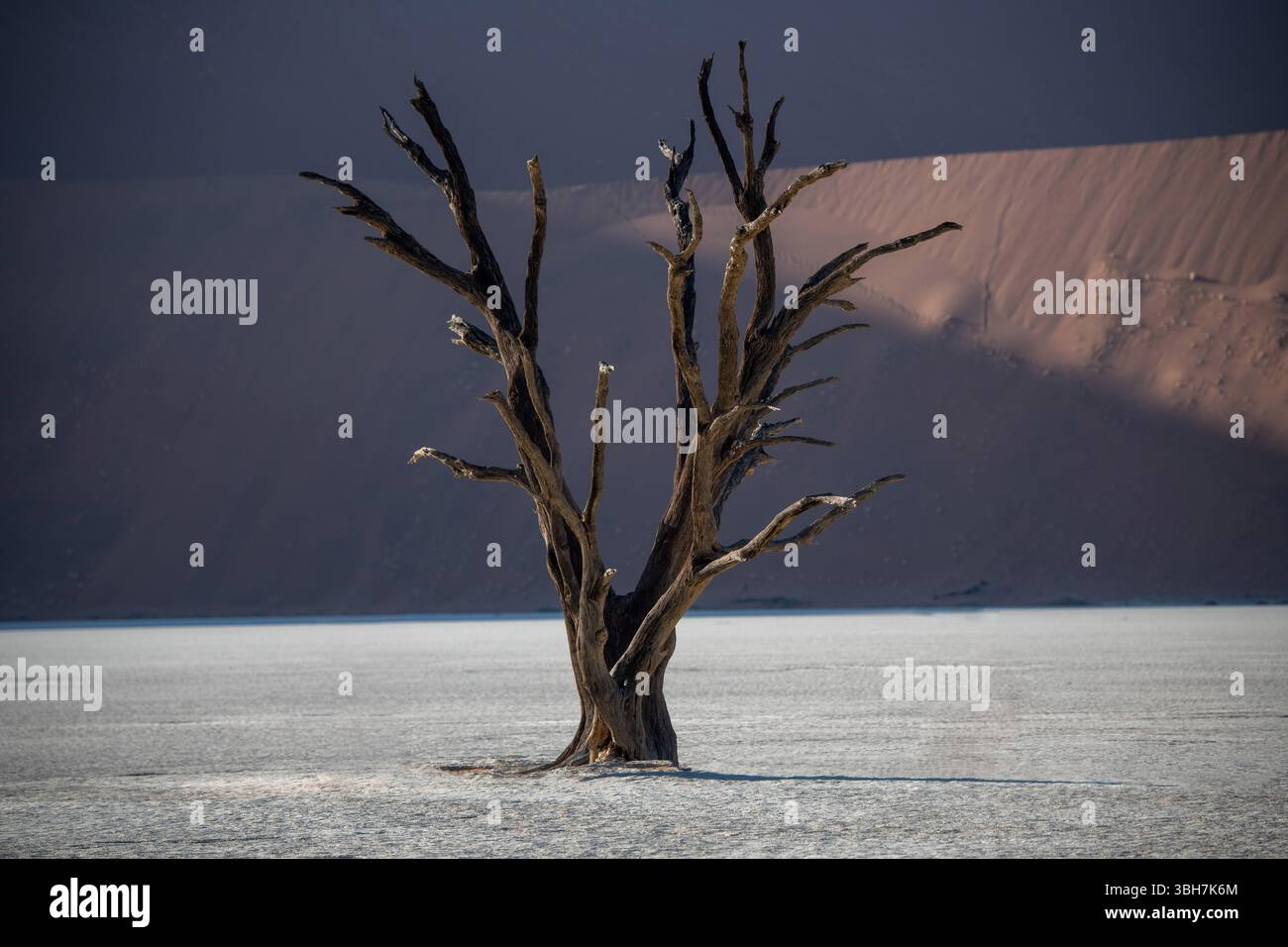 Ein trockener Baum inmitten einer Wüste in Namibia. Stockfoto