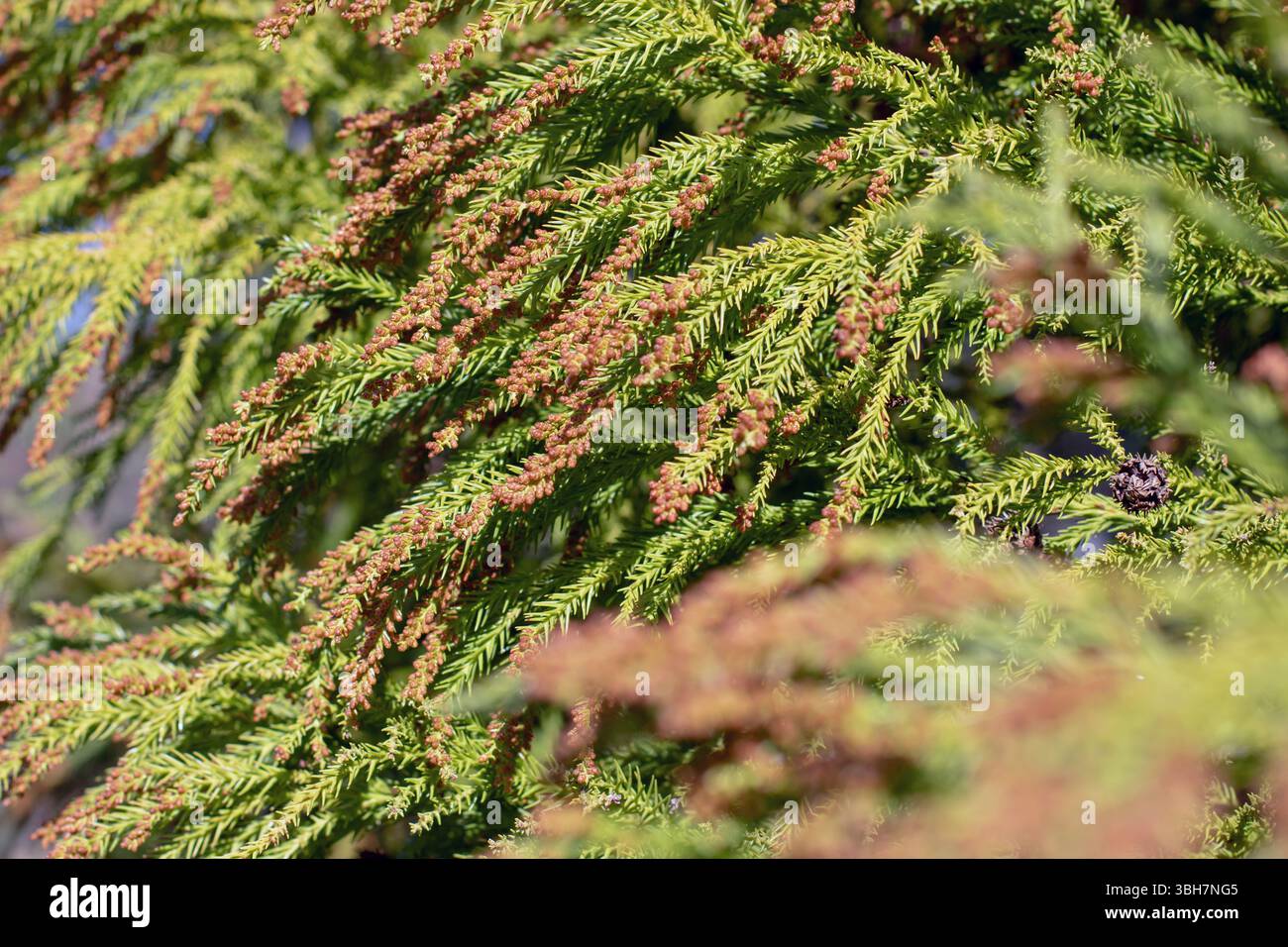 Japanische Federn-Zedern oder Plume-Cryptomeria-Zweige mit Kegeln in Nahaufnahme. Cryptomeria japonica elegant ist immergrüne Nadelpflanze. Cupressus japonica oder Su Stockfoto