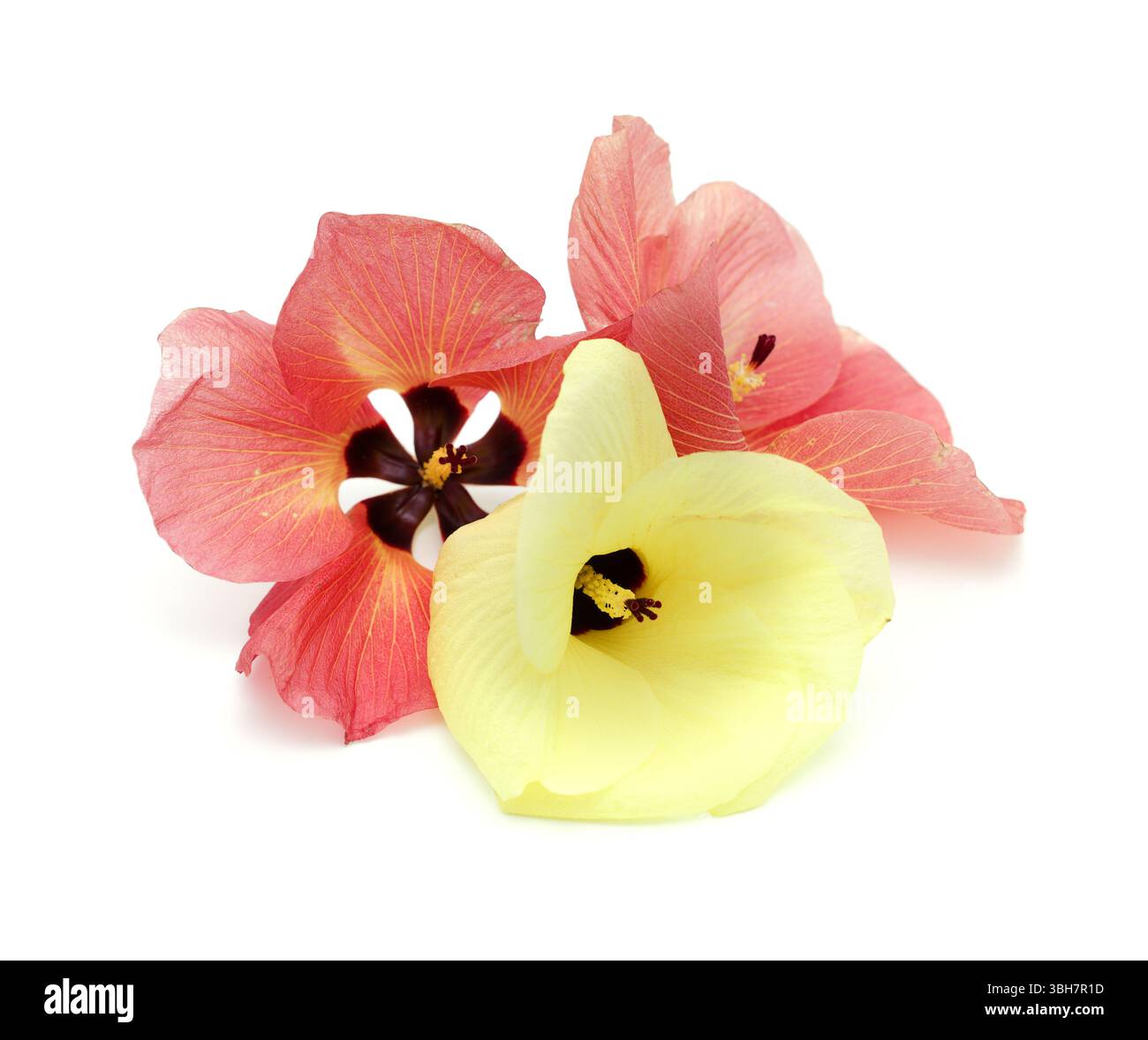Blüten von Hibiscus tiliaceus ändern ihre Farbe an einem Tag, von gelb zu dunkelbraun-rot Stockfoto