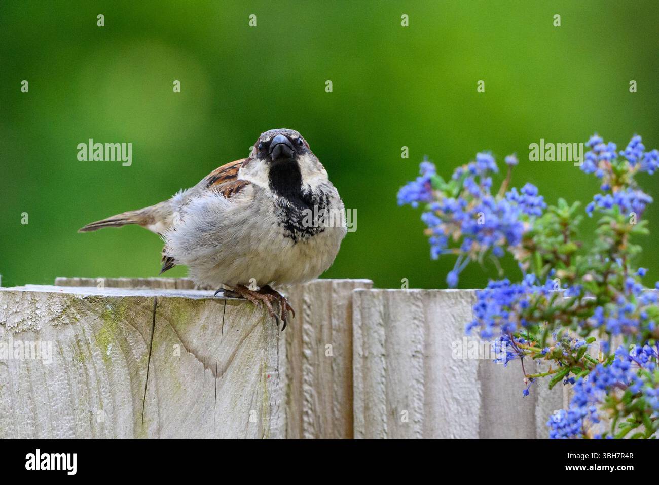 Sperling, der auf einem Holzzaun thront Stockfoto