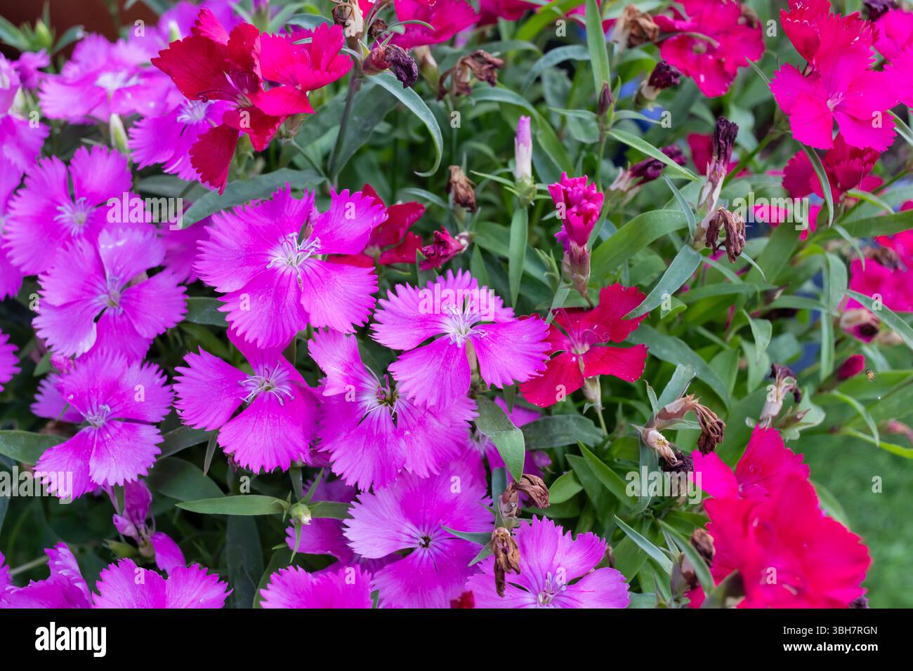 Nahaufnahme der Dianthus-Festivalblumen im späten Frühjahr Stockfoto