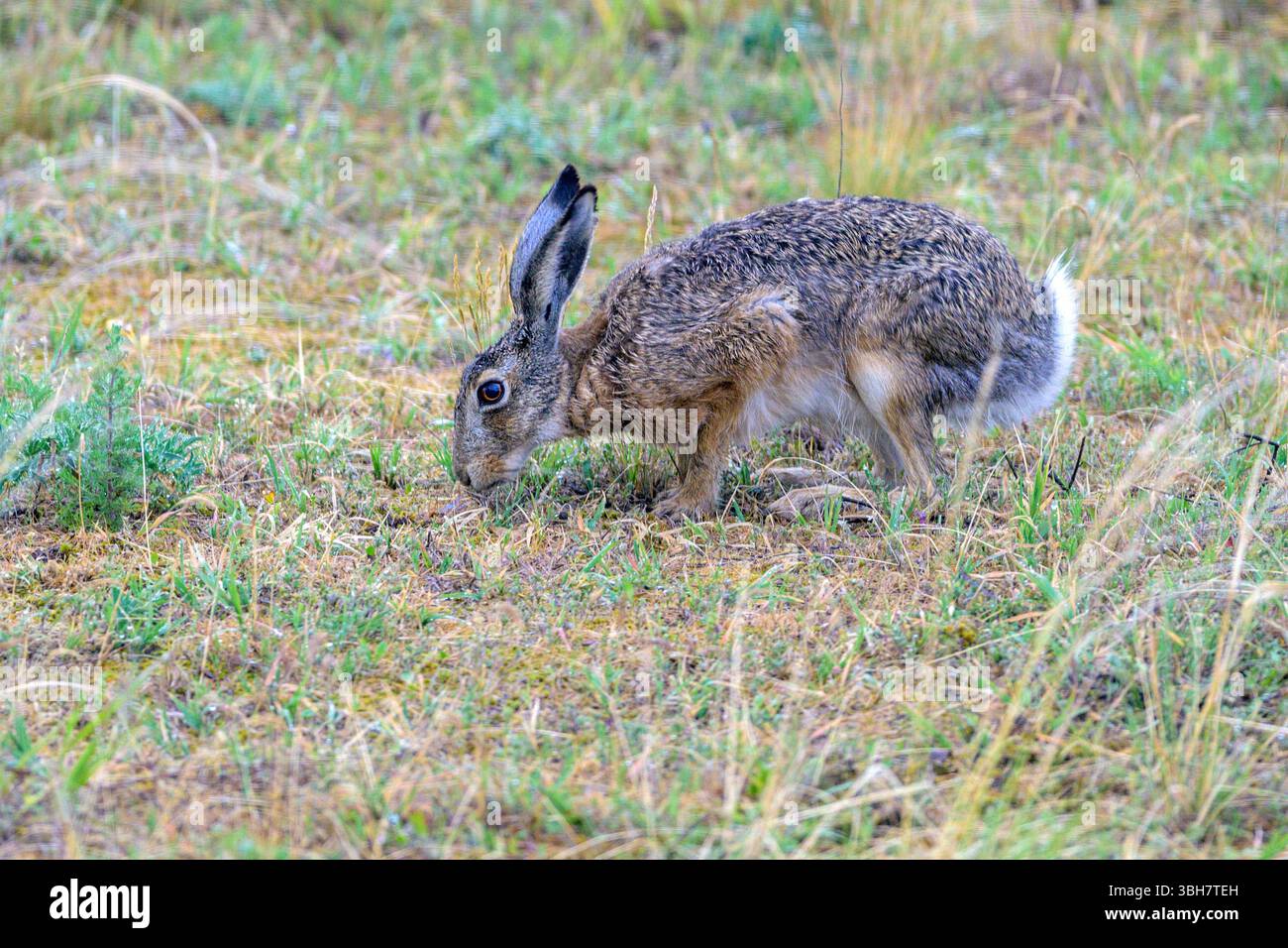Europäischer Hase (Lepus europaeus) aus Tiszaalpár, Ungarn. Stockfoto