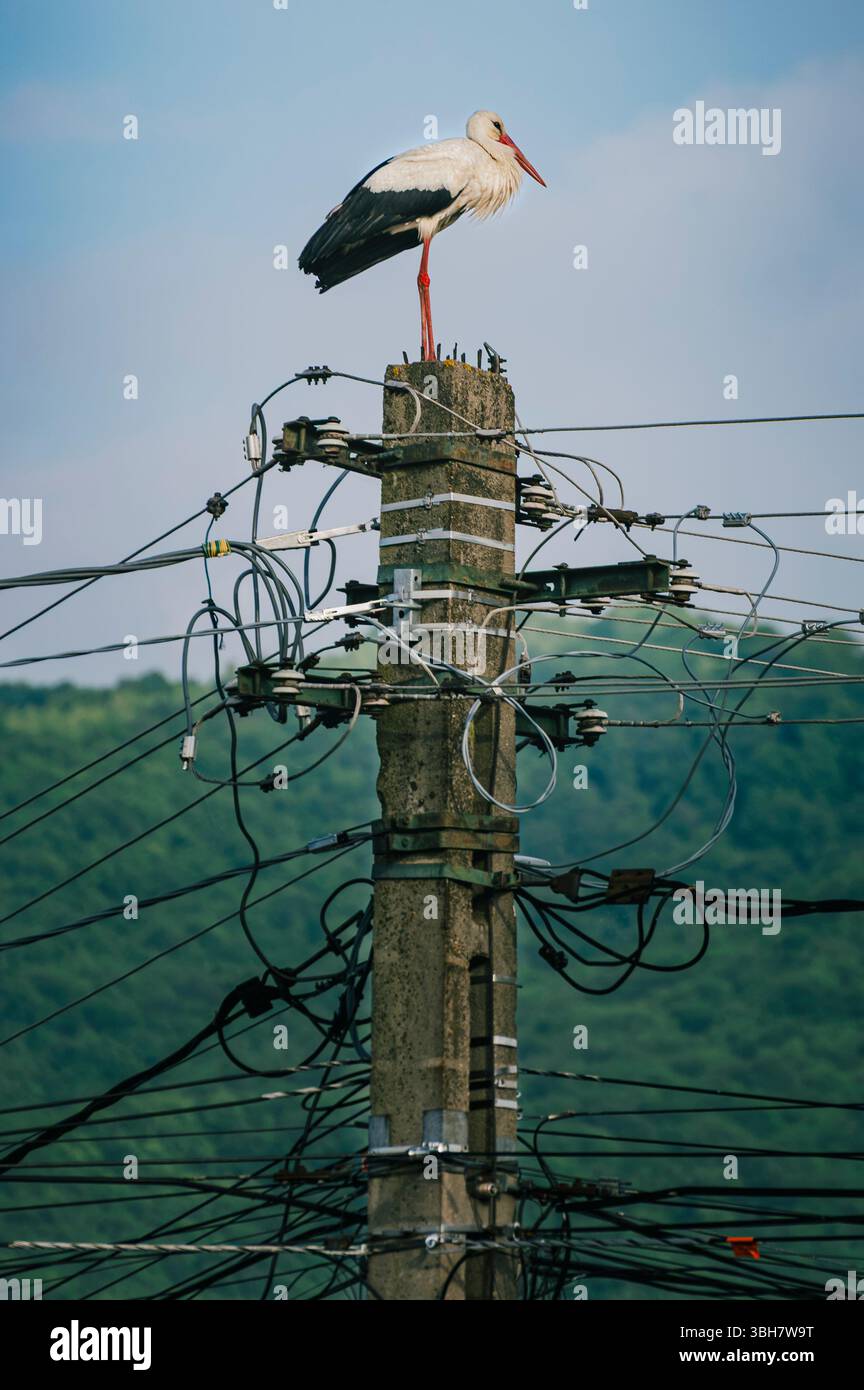 Der weiße Storch hockte auf einem Power Pole gegen einen klaren blauen Himmel. Stockfoto