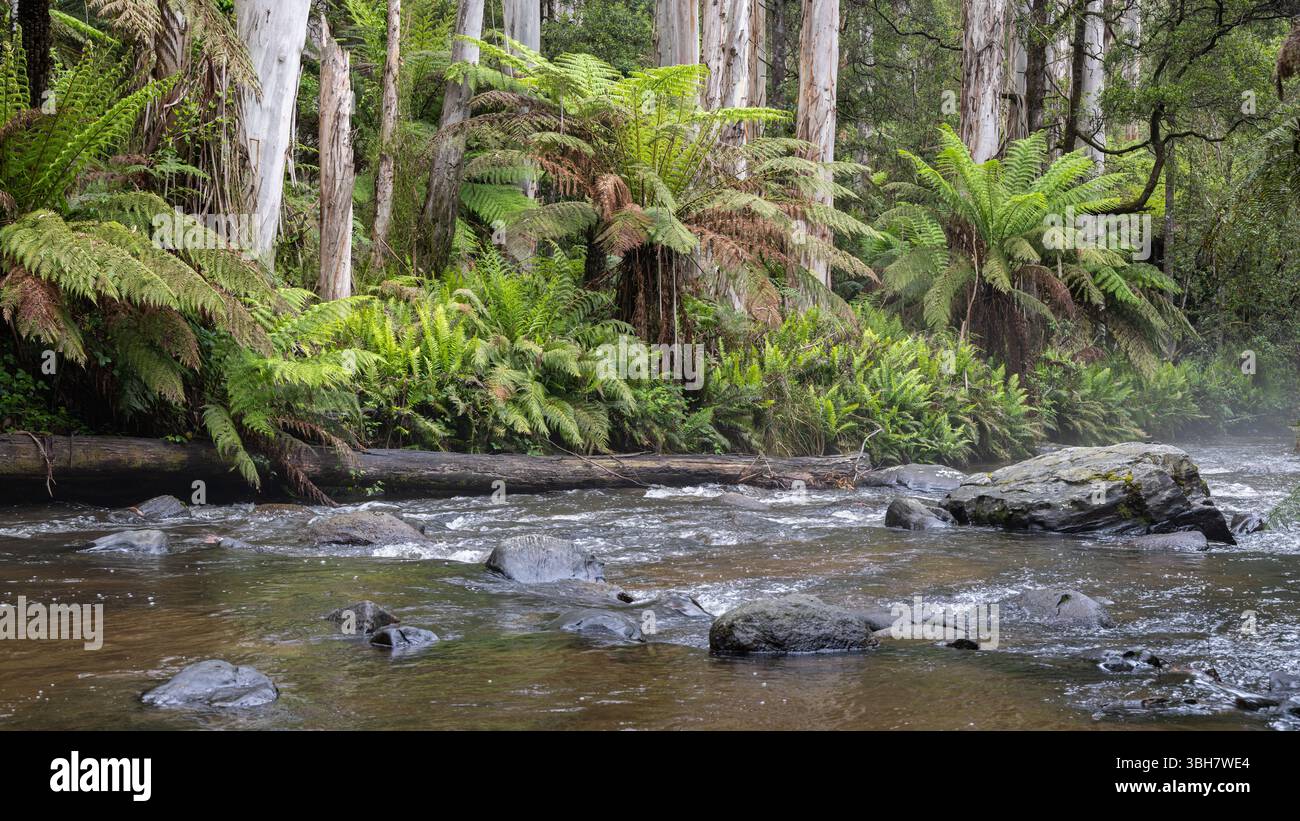 Fern Gully Forest River Stockfoto