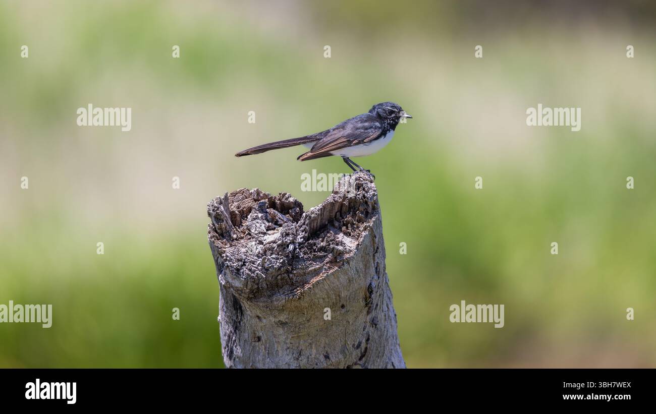 Willie Wagtail Stehend Hoch Stockfoto