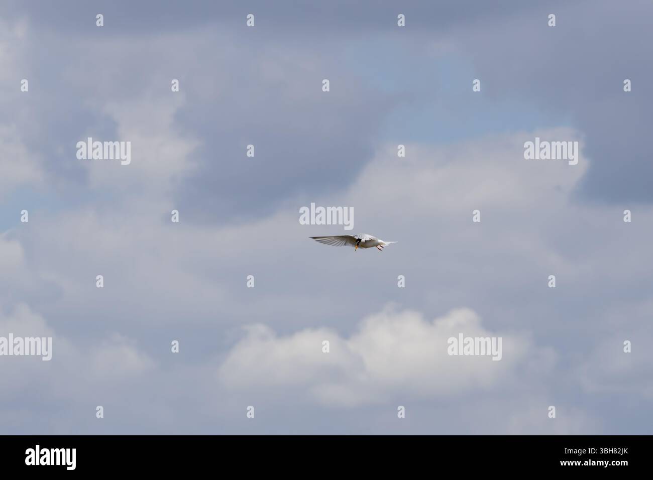 Seeschwalbe - Sterna hirundo - allein fliegen mit bewölktem Himmel im Hintergrund Stockfoto Seeschwalbe - Sterna hirundo - allein fliegen mit bewölktem Himmel im Hintergrund Stockfoto