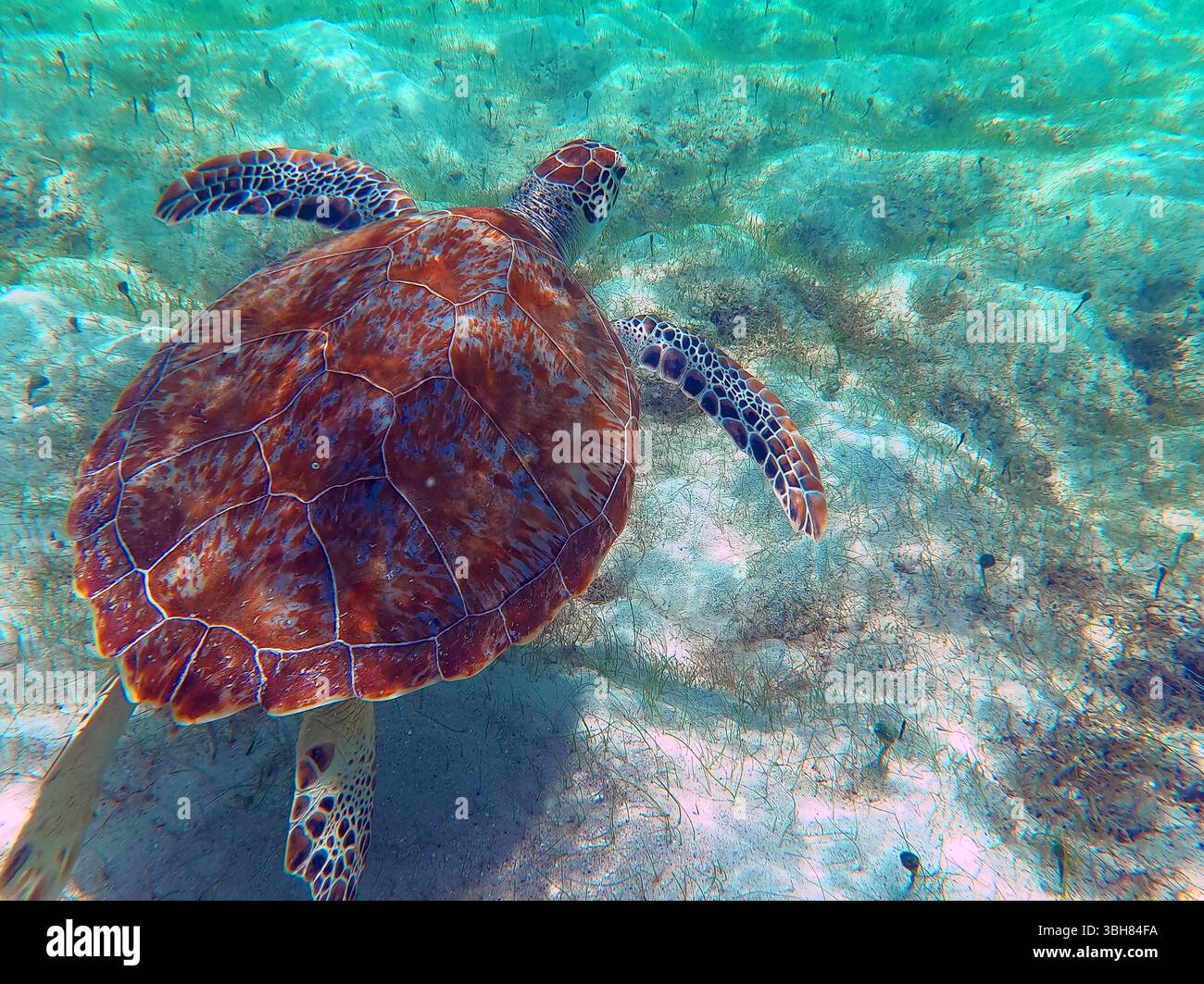 FRANKREICH. INSEL SAINT-BARTHELEMY (977). STRAND GRAND CUL-DE-SAC. GRÜNE SCHILDKRÖTE SCHWIMMT IN DER LAGUNE. Stockfoto