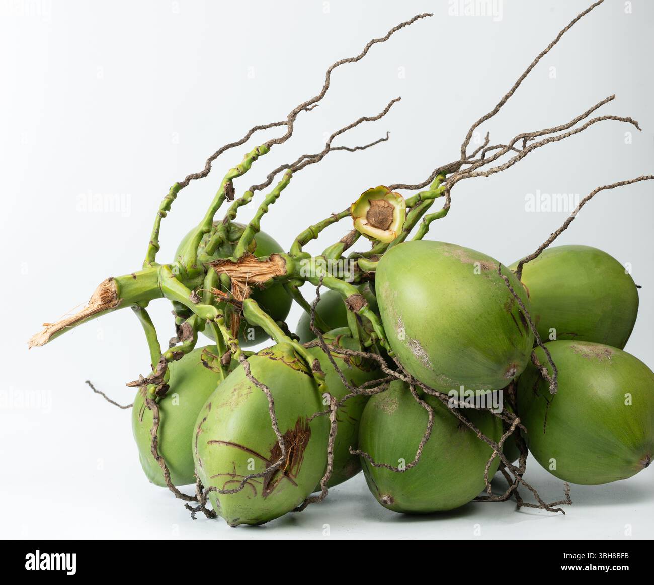 Frischer Schnitt von Kokosnusszweigen isoliert auf weißem Atelierhintergrund Stockfoto