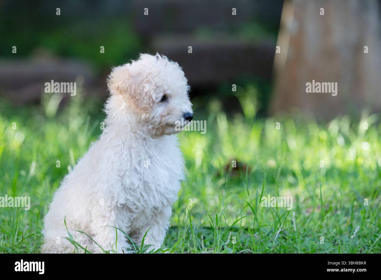 Profilporträt des Pudelhündchens sitzt auf grünem Grashintergrund Stockfoto