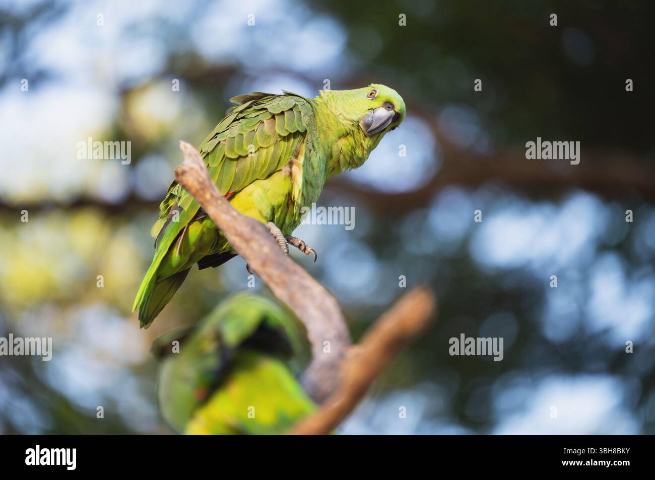 Porträt des grünen großen Papageiens auf unscharfem natürlichem Hintergrund Stockfoto
