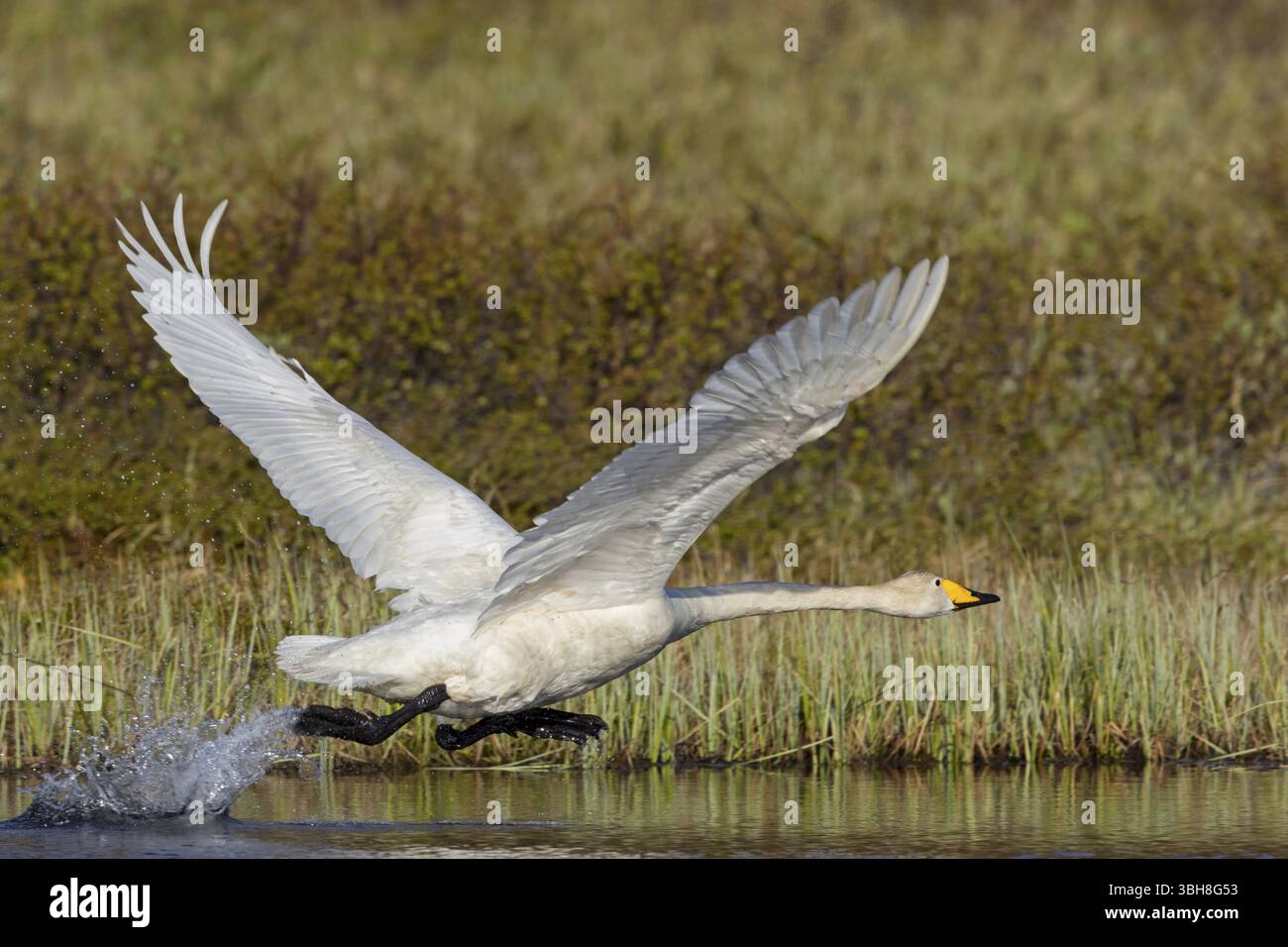 Singschwan (Cygnus cygnus), Tiere, Vögel, Schwäne, Familie von Entenvögeln, Flugfoto, Flugbeginn, Varanger, Finnmark, Norwegen, Europa Stockfoto