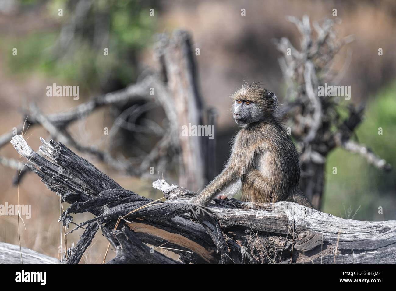 Bär Pavian (Papio ursinus), jung sitzend auf einem Baumstamm, Kruger-Nationalpark, Südafrika, Afrika Stockfoto