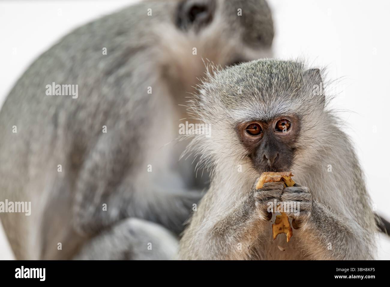 Südlicher Rotvetaffen (Chlorocebus pygerythrus), Jungfütterung, Krüger-Nationalpark, Südafrika, Afrika Stockfoto