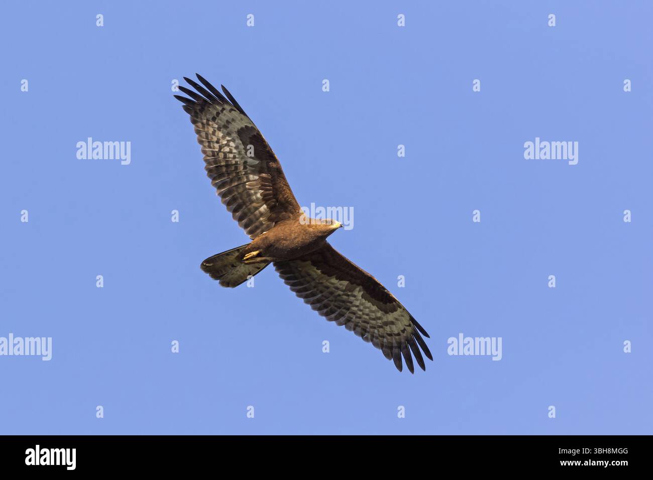 Honigbussard (Pernis apivorus), Tiere, Vögel, Raubvögel, Raubvögel, Bussard, Falken, Gome Junction Fischteiche, Hula Valley, Nord D Stockfoto