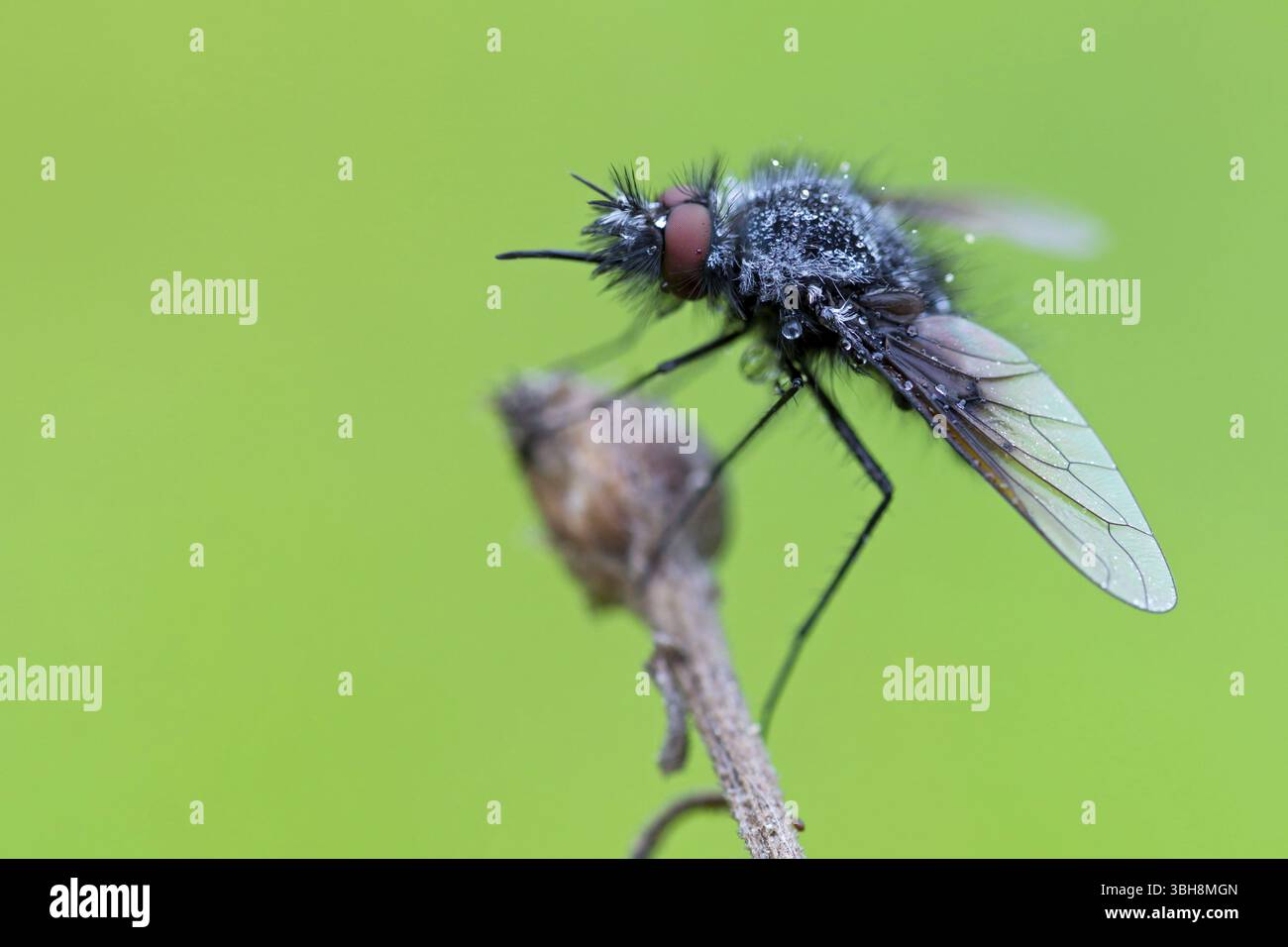 Schwarzer wollschwebfliege, Hummel schwebfliege, Trauerfliege, Insekten, Nahaufnahme, (Bombylella atra), Familie von diptera, Lobau, Wien, Donaustadt, Wien, Au Stockfoto