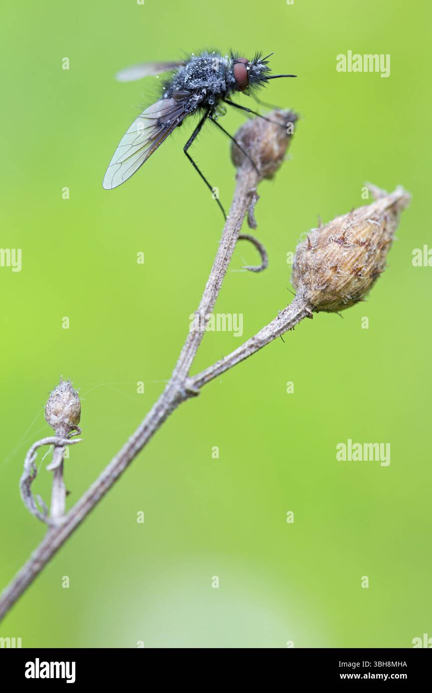 Schwarzer wollschwebfliege, Hummel schwebfliege, Trauerfliege, Insekten, Nahaufnahme, (Bombylella atra), Familie von diptera, Lobau, Wien, Donaustadt, Wien, Au Stockfoto