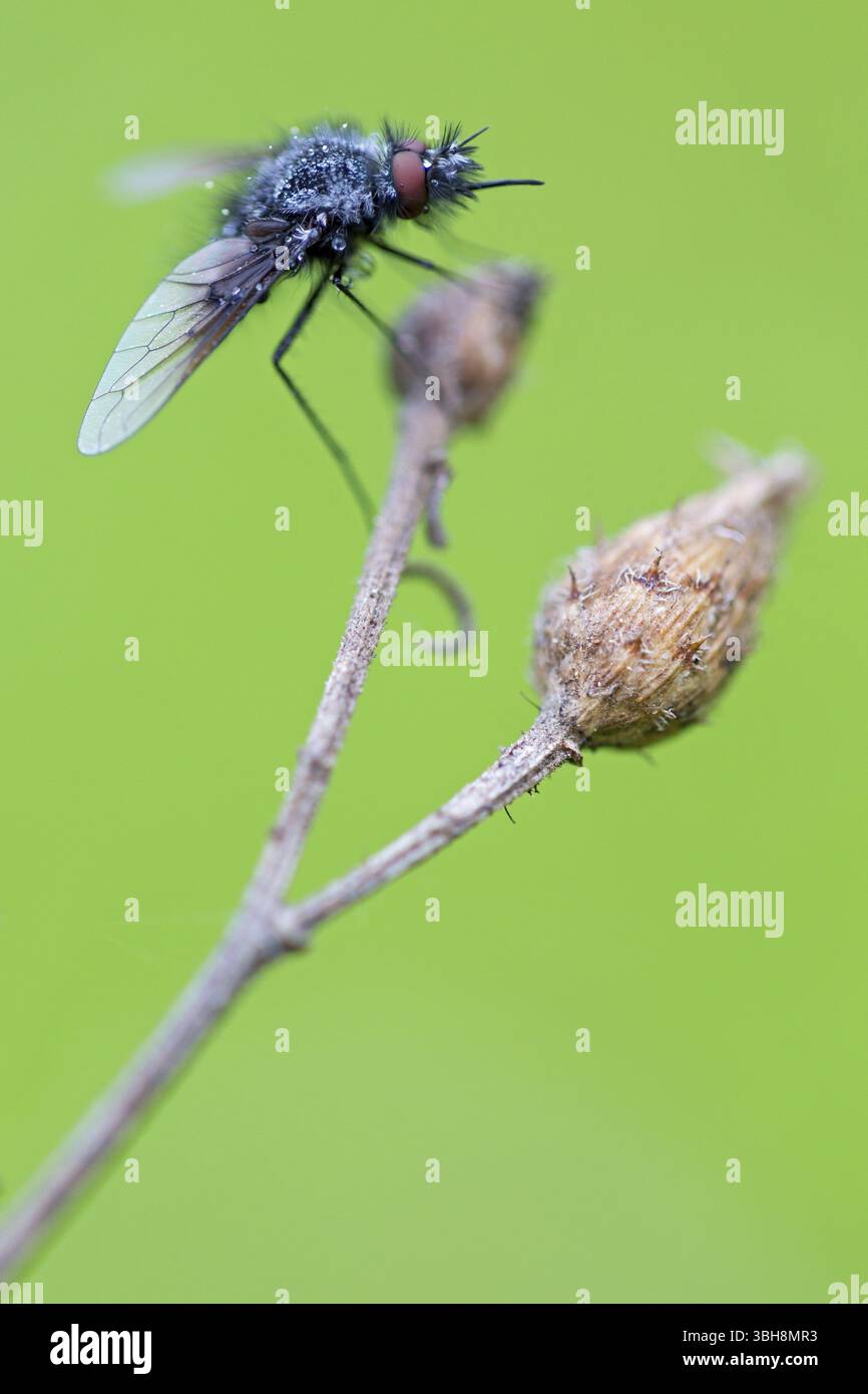 Schwarzer wollschwebfliege, Hummel schwebfliege, Trauerfliege, Insekten, Nahaufnahme, (Bombylella atra), Familie von diptera, Lobau, Wien, Donaustadt, Wien, Au Stockfoto