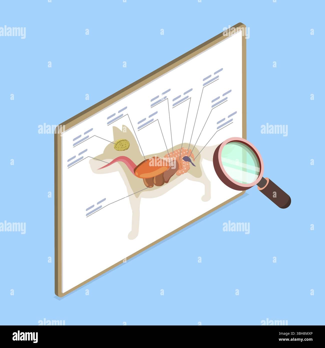 3D Isometrische flache Darstellung der Hundeanantomie, Untersuchung des inneren Organs des Hundes zeigt Ein internes Organ des Hundes Stockfoto