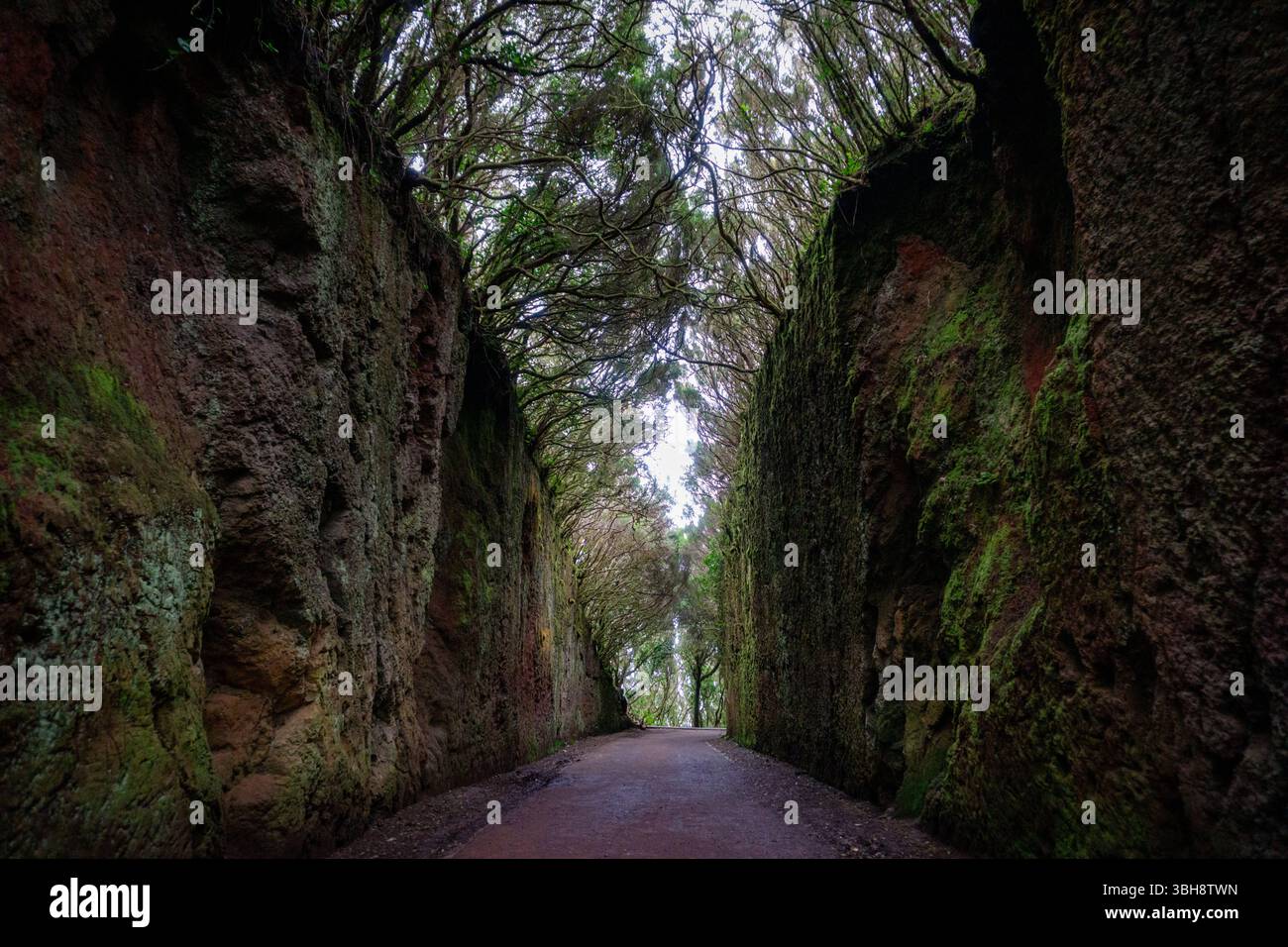 Märchentunnel im alten Lorbeerwald von Anaga, auf dem Alten Pfad zum Pico del Inglés, Einem magischen Pfad, der in Nebel und Natur getaucht ist, Teneriffa, Spanien Stockfoto