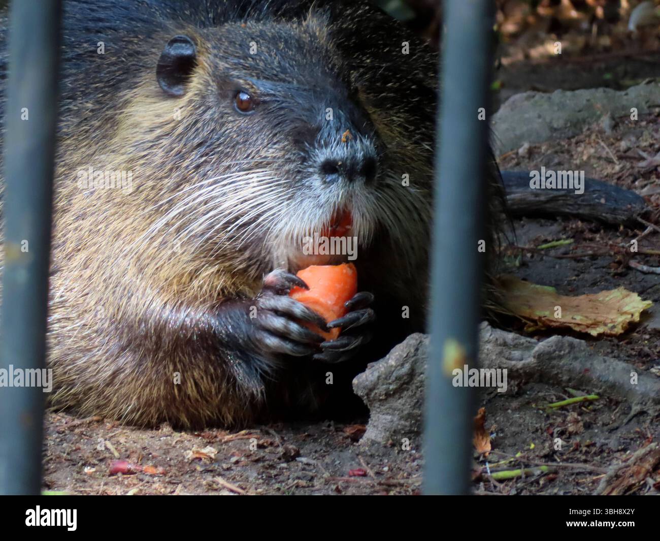 ...Sieht gottlob nur aus - aber so wie das Tier futtert, wuerde es diesen Engpass nicht schaffen... Nutria hinter Gittern mit Möhre *** es sieht nur gut aus, aber so wie das Tier sich ernährt, würde es diese Engpass-Nutria hinter Gittern mit Möhre nicht bewältigen Stockfoto