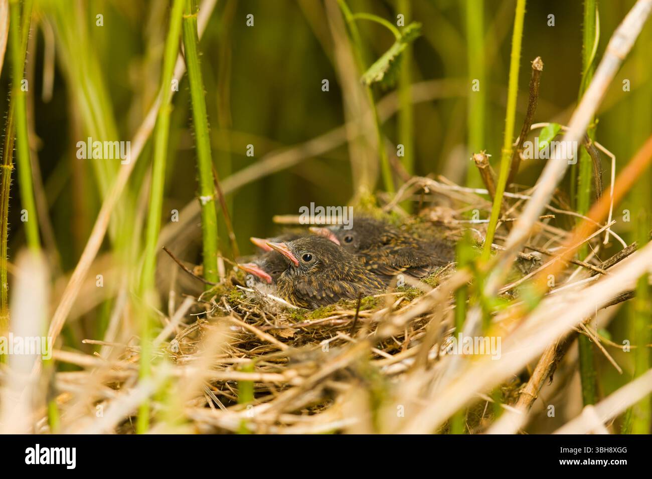 Dunnock Prunella modularis, 4 Küken im Nest, Suffolk, England, Juni Stockfoto