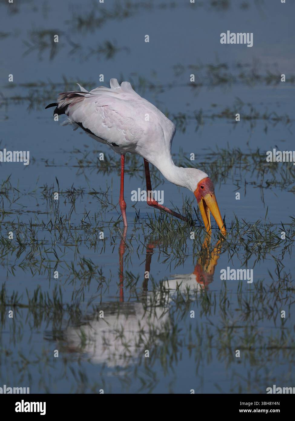 Gelber Schnabelstorch im Brutgefieder erscheint rosa, mit einer tiefen gelben Schnabel und roter Gesichtshaut. Stockfoto