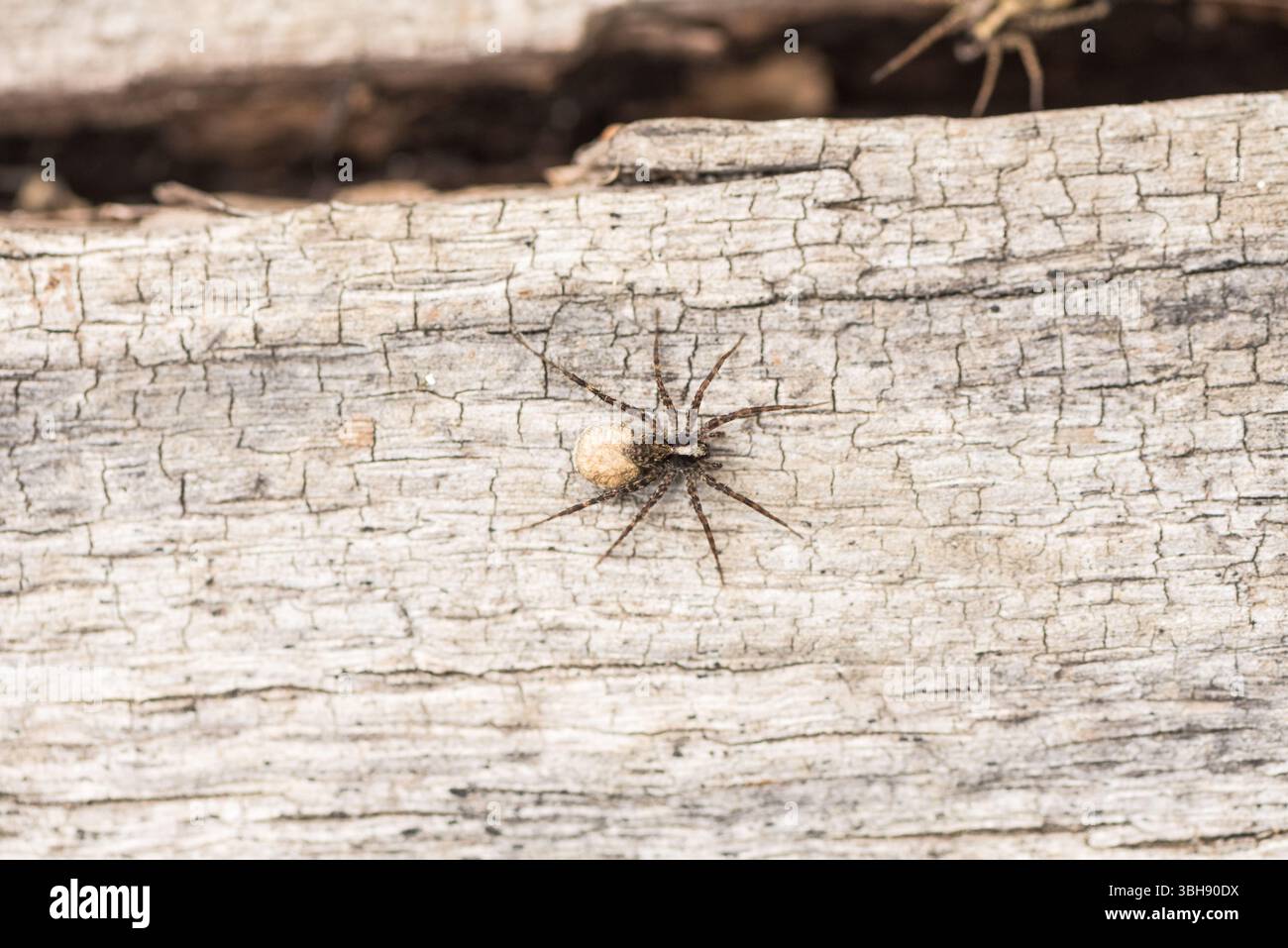 Weibliche Wildwaldwolfsspinne (Pardosa lugubris) mit ihrem Eiersack auf einem Baumstamm in Richmond Park, Surrey Stockfoto